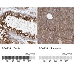 BAP29 Antibody, Novus Biologicals:Antibodies:Primary Antibodies